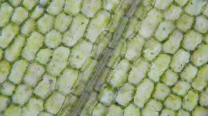 Feb 25, 2016 · in the 24 hour average duration of cell cycle of a human cell, cell division proper lasts for only about an hour. This Protein Is Responsible For Accurate Cell Division In Plants Tech Explorist