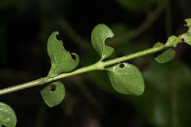 Image result for Coddia rudis