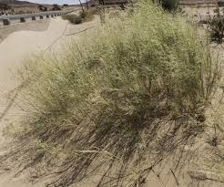 Image result for Stipagrostis