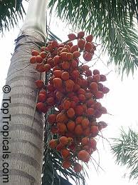 Image result for Roystonea