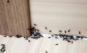 So in this article, we'll cover remedies for odorous house ants if you take some time to figure out where ants are entering the house, you can usually track them back to a nest. 6 Things You Should Know About Ants In The Kitchen Ant Control