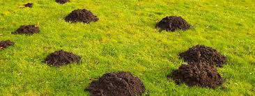We have pest control offices in schaumburg, northbrook, naperville, hinsdale, arlington heights, and chicago's lincoln park neighborhood. Qagizbj Okzim