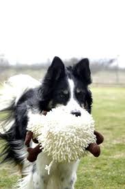 A Border Collie And Her Sheep A Beautiful Thing Border Collie Humor Border Collie Collie