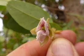 Image result for Pericopsis angolensis