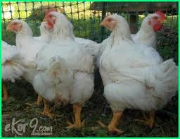 10 Jenis Ayam Pedaging Terbaik Di Dunia Saat Ini Beserta Gambarnya Dunia Fauna Hewan Binatang Tumbuhan Binatang Hewan Gambar