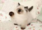 Himalayans for Sale in Woodbridge, VA | Cats on Oodle ...