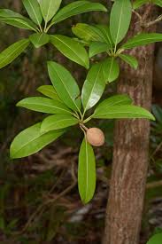 Image result for Sapotaceae