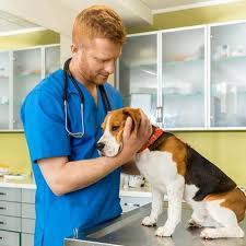 Chemotherapy For Dogs With Cancer Common Chemo Treatment Tips