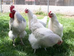 Sussex come in 8 recognized color varieties. Prp Light Sussex Rooster Splash Coronation Hens Beautiful Chickens Chicken Breeds Rooster