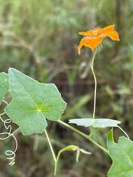 Image result for Momordica boivinii