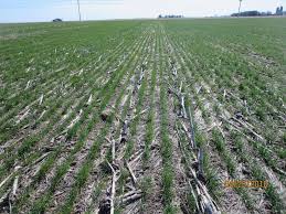But you got the movie, everything is working fine. Determining The Seeding Rate For Winter Wheat Cropwatch University Of Nebraska Lincoln