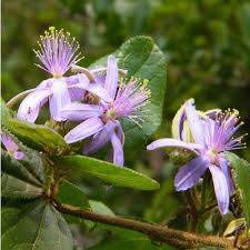 Image result for Grewia falcistipula