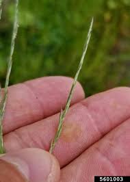 Image result for Leptochloa fusca