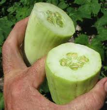 Image result for Cucumis