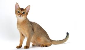 There are 5 suppliers who sells cat abyssinian on alibaba.com, mainly located in asia. Abyssinian Cat Breed Information
