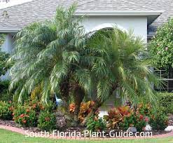 Feathery Fronds And Small Stature Make The Pygmy Date Palm One Of South Florida S Most Popular Landscape Small Palm Trees Florida Plants Palm Trees Landscaping