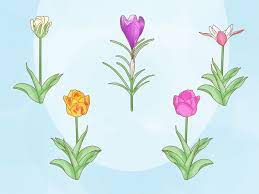 Maybe you would like to learn more about one of these? How To Care For Tulips 15 Steps With Pictures Wikihow