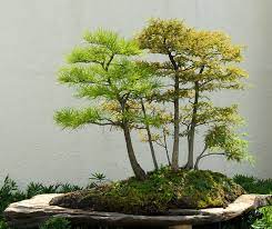 Fortunately, cypress has a wide range of availability and can be found in different climate zones as well. Other Plants Seeds Bulbs Bald Cypress Taxodium 30 Seeds Seeds Suitable For Make Bonsai Home Garden