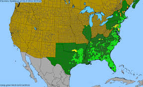 Image result for Lycopodiella caroliniana