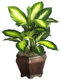 35 Each Nearly Natural 6592 05 Golden Dieffenbachia With Wood Vas 35 Https Www Amazon Com Dp Silk Plants Small Artificial Plants Artificial Plants Decor