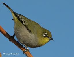 Garden Birds Of South Africa Pictures And Names Pin On Stuff I Loved Before I Was 12