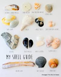 Smudged My Mid Atlantic Shell Guide Shells Sea Shells