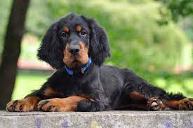 Maybe you would like to learn more about one of these? Gordon Setter Steckbrief Geschichte Charakter Haltung
