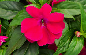 Image result for Impatiens burtonii