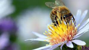 Sur.ly for wordpress sur.ly plugin for wordpress is free of charge. Rbb Gartenzeit Alles Naturlich Natur Im Garten Ard Mediathek