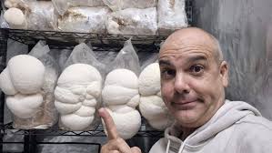 First Harvest #mushrooms