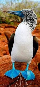 Bird With Blue Feet Galapagos Pin On Animales