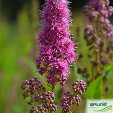 Image result for Spiraea billardii
