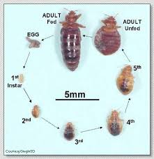 We did not find results for: Bedbugs And Their Proper Control United Exterminating Company Cherry Hill New Jersey
