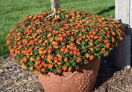 They'll churn out blooms for weeks on end this summer. 20 Durable Plants For Hot Weather Proven Winners