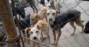 The city of san josé created the animal care & services division in 2001. Do Not Mistreat And Abandon Pets We Need To Create A Home For Abandoned Animals