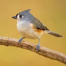 Birds With Tufted Heads Uk I Love Tufted Titmice And Really Hope To Get A Lot More Pics Since They Are Regular Visitors To The Feeders I Put Up At My Mom S House Animals Titmouse Birds