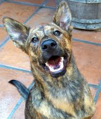 John enerva reacts to team azkals dogs! Kiko Nose What Month It Is Formosan Dog Formosan Mountain Dog Cutest Dog On Earth