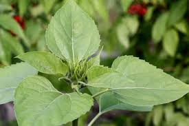 Sweet potatoes are a tender, vining crop that is most often grown in warm climates due to its need for a long growing season. Sunflower Plants With No Flowers What To Do About Sunflower Plants Not Blooming