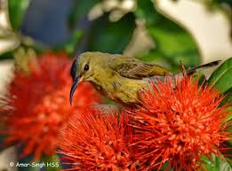 Image result for Combretum constrictum