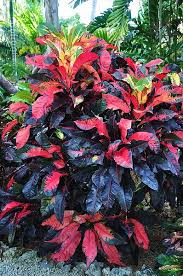 Image result for Croton kilwae