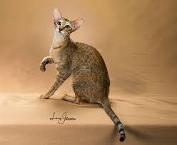 Image result for Salacia orientalis