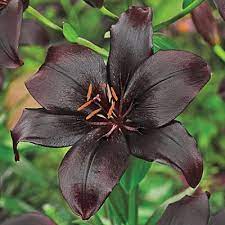 Similarly, they are prolific reproducers. Black Charm Lily Direct Gardening