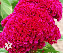 Pin On Ornamental Flowering Plants