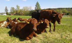 Get discounted rates on hotel reservations in bergslagen, sweden with hotels.com. Kohlswa Manorhouse And Farmstay In Bergslagen Farmstay Sweden