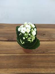 Image result for Kalanchoe rosalina