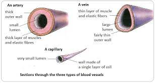 Systemic arterial pressures are generated by the. Arteries Veins And Capillaries Structure And Functions Biology Notes For Igcse 2014