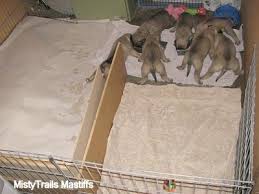 You will fill that you are taking your puppy outside a lot. Misty Method Raising Puppies At 3 To 3 5 Weeks Old Time To Start Potty Training Housebreaking Puppies