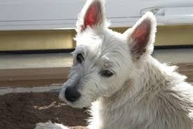 It is a fun and exciting time. How To Train Your Westie Puppy To Stop Biting Veranda On Highland