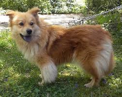 Black And Brown Corgi Mix Corgi Chow Chow Mix With A Purple Tongue