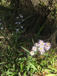 Image result for Alafia zambesiaca